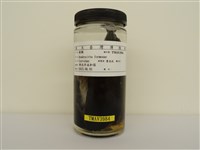 藏品(樹鵲)的圖片